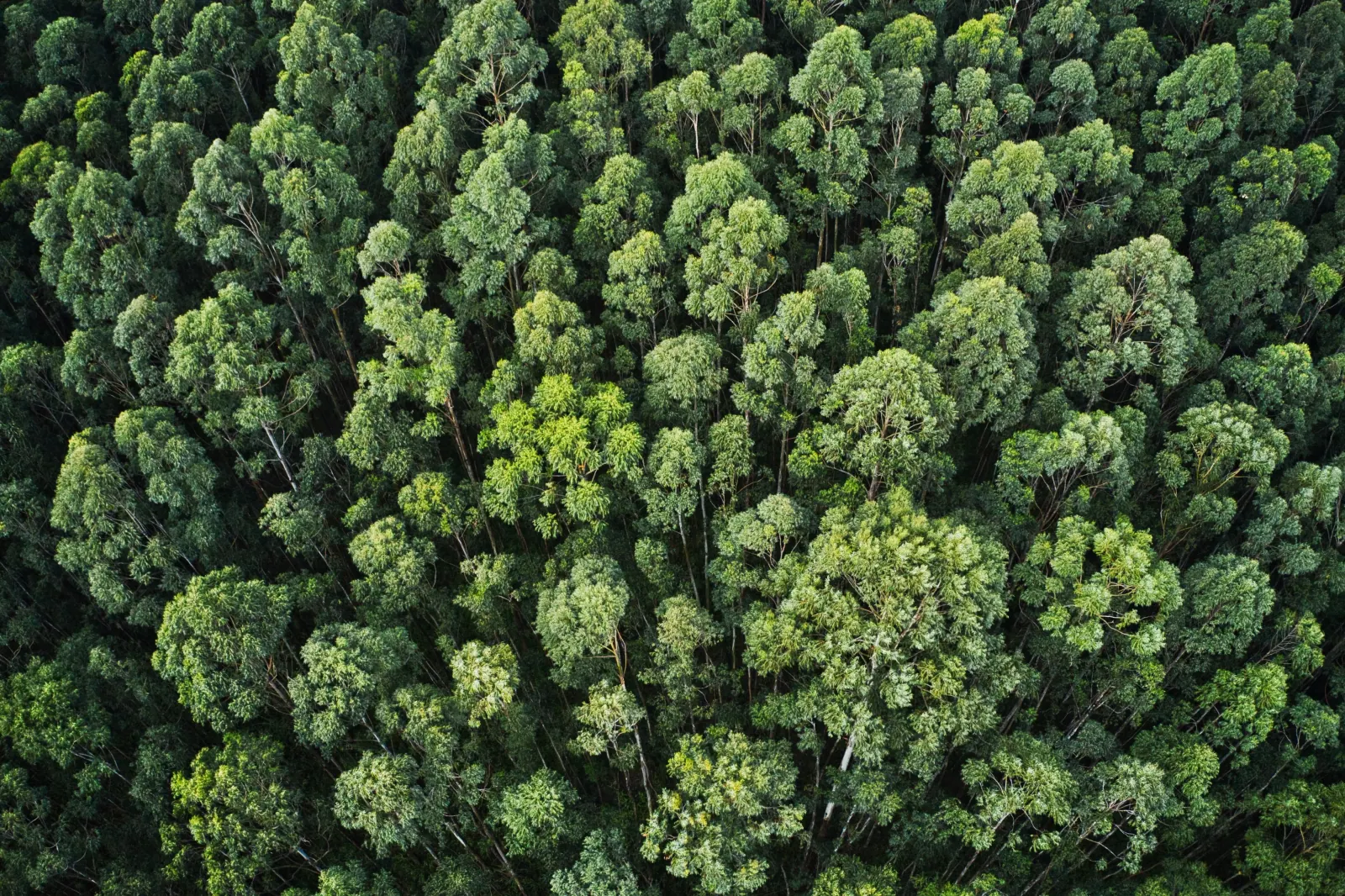 Aerial view of a forest